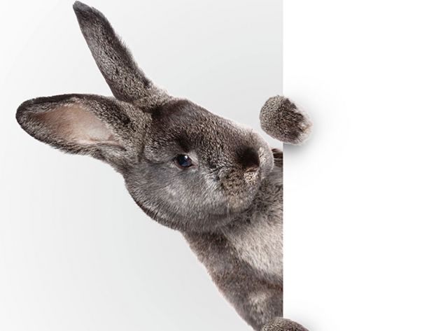 Thaut Images / stock.adobe.com