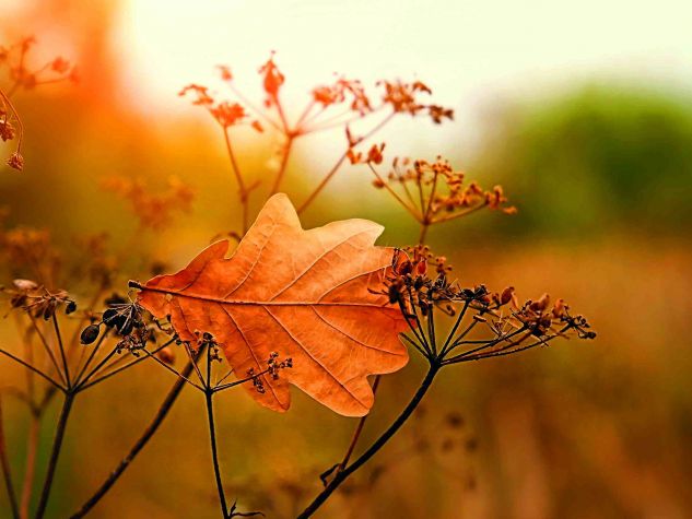 Ju_see / stock.adobe.com